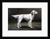 Portrait of a dog, 1885 by Charles van den Eycken