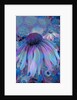 Cone Flower, 2015 by Scott J. Davis