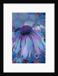 Cone Flower, 2015 by Scott J. Davis