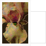 Bearded Iris, 2015 by Scott J. Davis