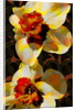 Daffodil, 2010 by Scott J. Davis