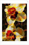 Daffodil, 2010 by Scott J. Davis