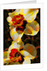 Daffodil, 2010 by Scott J. Davis