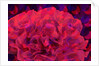 Carnation, 2010 by Scott J. Davis