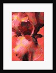 Orange Iris, 2013 by Scott J. Davis