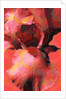 Orange Iris, 2013 by Scott J. Davis