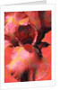Orange Iris, 2013 by Scott J. Davis