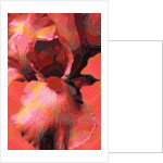 Orange Iris, 2013 by Scott J. Davis