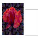 Tea Rose 3b, 2010 by Scott J. Davis