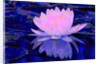 Pink Water Lily, 2011 by Scott J. Davis