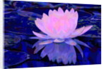 Pink Water Lily, 2011 by Scott J. Davis