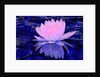 Pink Water Lily, 2011 by Scott J. Davis