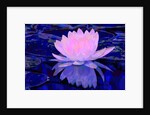 Pink Water Lily, 2011 by Scott J. Davis