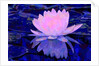 Pink Water Lily, 2011 by Scott J. Davis
