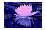 Pink Water Lily, 2011 by Scott J. Davis