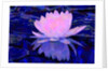 Pink Water Lily, 2011 by Scott J. Davis