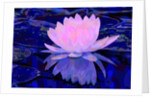 Pink Water Lily, 2011 by Scott J. Davis