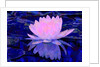Pink Water Lily, 2011 by Scott J. Davis