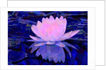 Pink Water Lily, 2011 by Scott J. Davis
