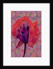 Tea Rose 3, 2010 by Scott J. Davis