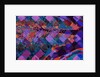 Feather, 2009 by Scott J. Davis