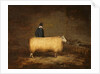 A Sheep and Its Owner by School English