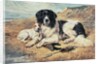 Dogs Watching Bathers, 1900 by John Emms