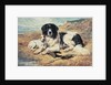 Dogs Watching Bathers, 1900 by John Emms