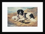 Dogs Watching Bathers, 1900 by John Emms