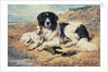 Dogs Watching Bathers, 1900 by John Emms