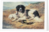 Dogs Watching Bathers, 1900 by John Emms