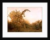 The Old Pear Tree by John William North