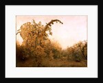 The Old Pear Tree by John William North