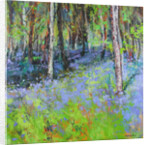 Bluebells and Birches, 2017 by Sylvia Paul