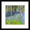 Bluebells and Birches, 2017 by Sylvia Paul