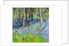 Bluebells and Birches, 2017 by Sylvia Paul