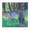 Bluebell Patch by Sylvia Paul
