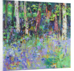 Bluebell Time, 2017 by Sylvia Paul