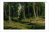 In The Birch Tree Forest, 1883 by Ivan Ivanovich Shishkin