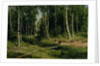 In The Birch Tree Forest, 1883 by Ivan Ivanovich Shishkin
