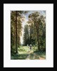 The Path through the Woods, 1880 by Ivan Ivanovich Shishkin
