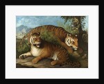 Royal Bengal Tigers by Johan Wenzel Peter