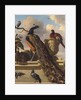 Birds in the Park by Melchior de Hondecoeter