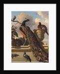 Birds in the Park by Melchior de Hondecoeter