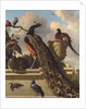 Birds in the Park by Melchior de Hondecoeter