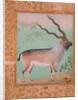 Ibex, Mughal by Indian School