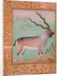 Ibex, Mughal by Indian School