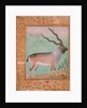 Ibex, Mughal by Indian School