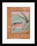 Ibex, Mughal by Indian School