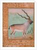Ibex, Mughal by Indian School